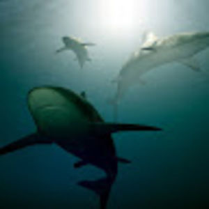 Meet your Posher, Trisha